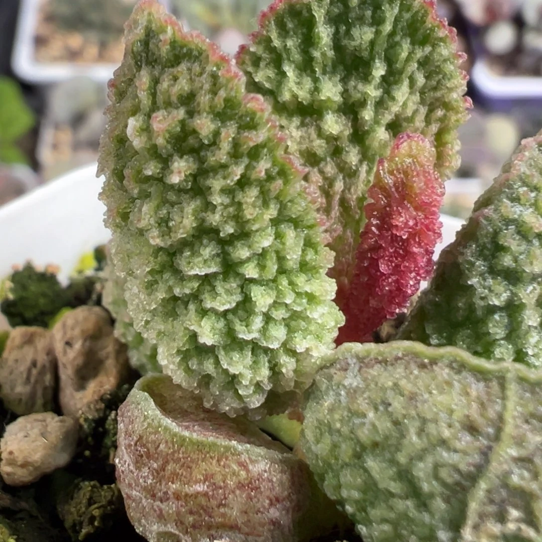 扇形叶纹路款新品多肉植物水泡