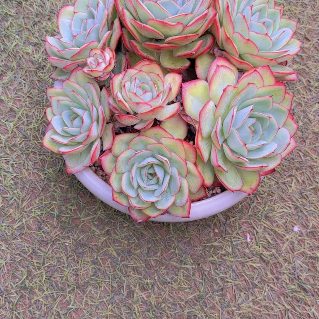 宋***…牧丹杂多肉植物保护研究所