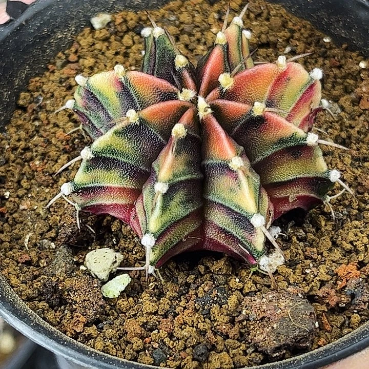 实生肋骨锦一物一拍12