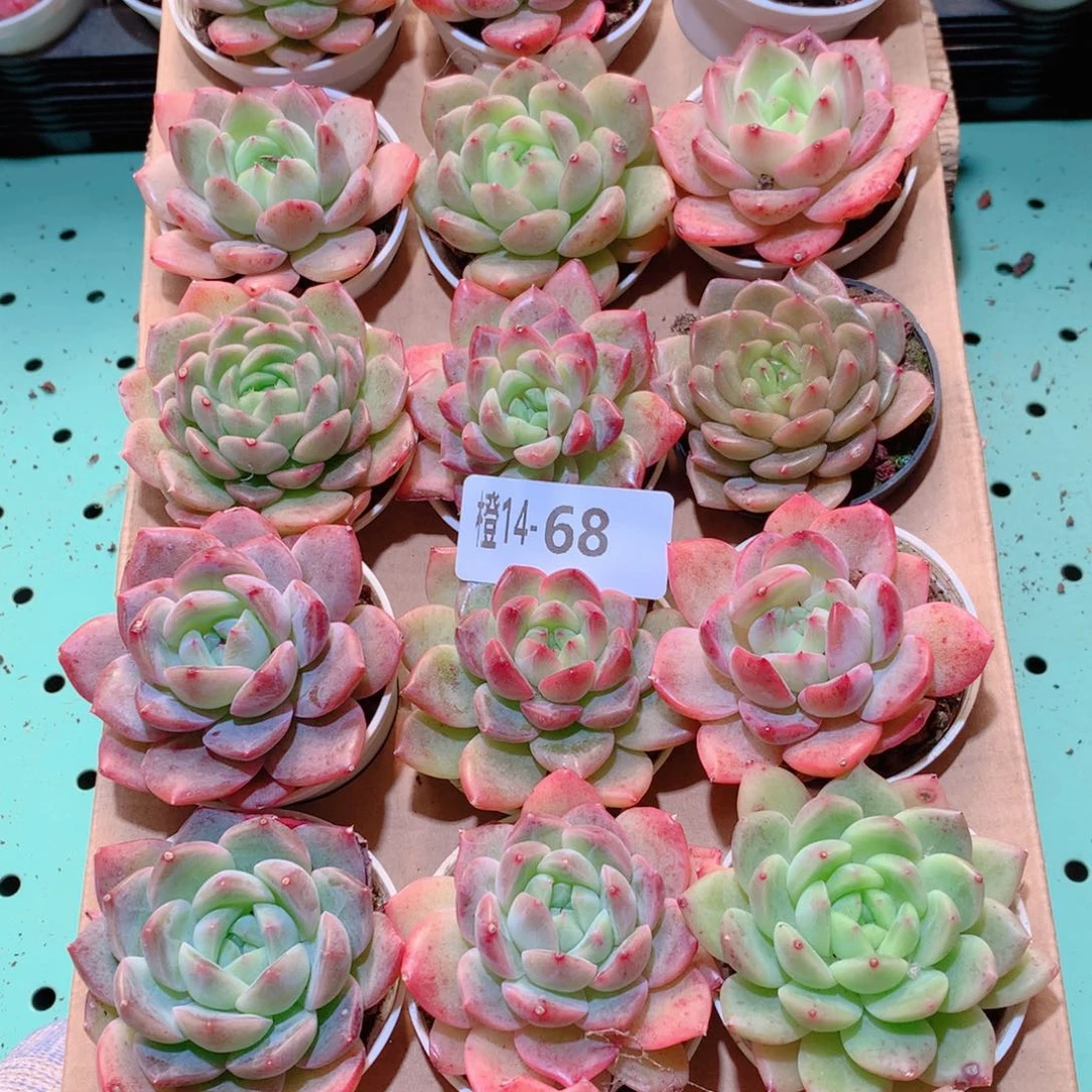 14-68一物一拍多肉带盆18颗