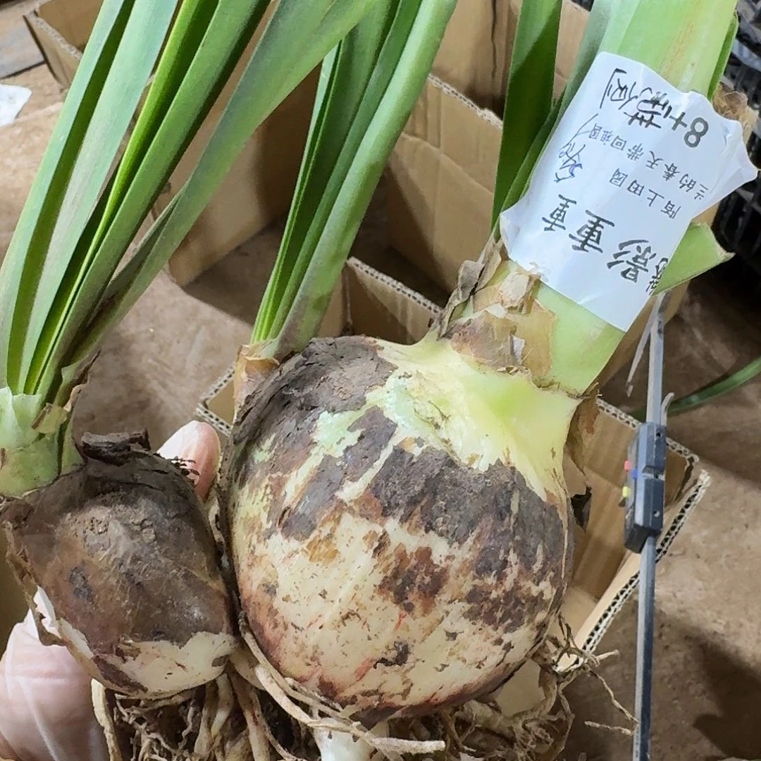 魅影重重8+带侧发发发发