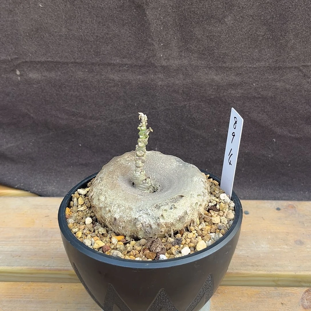 汤圆植物龙卵窟哈
