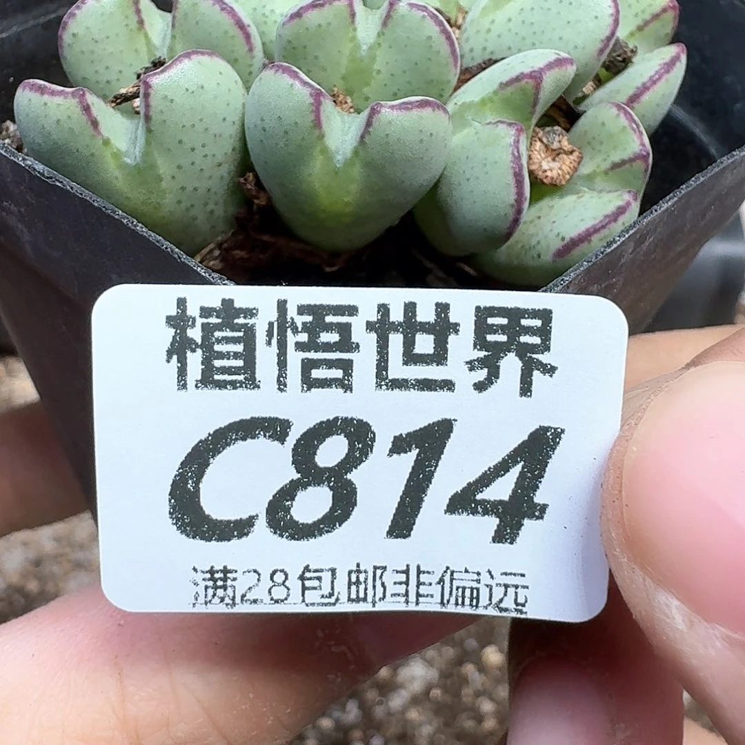 多肉植物的润泽感