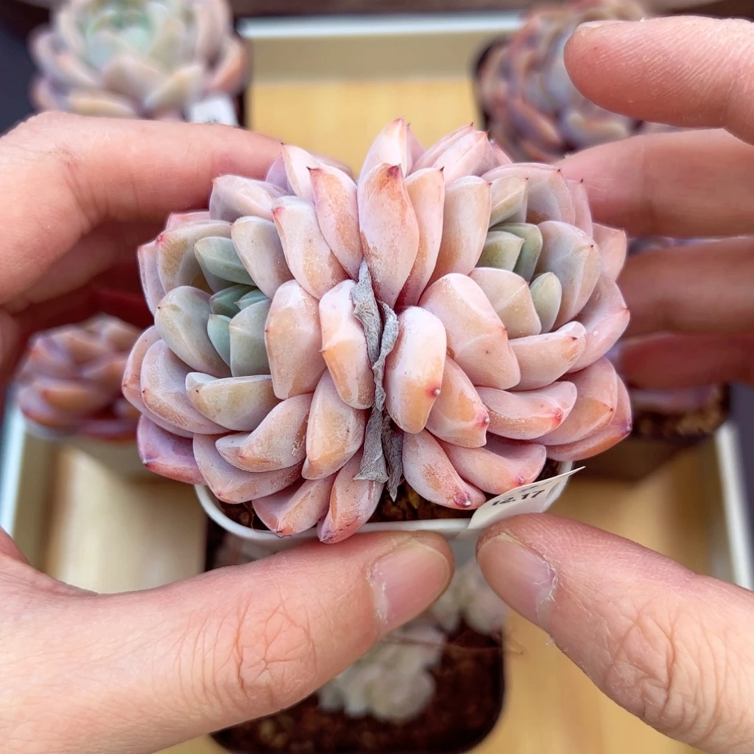 好好看91、哈哈哈哈