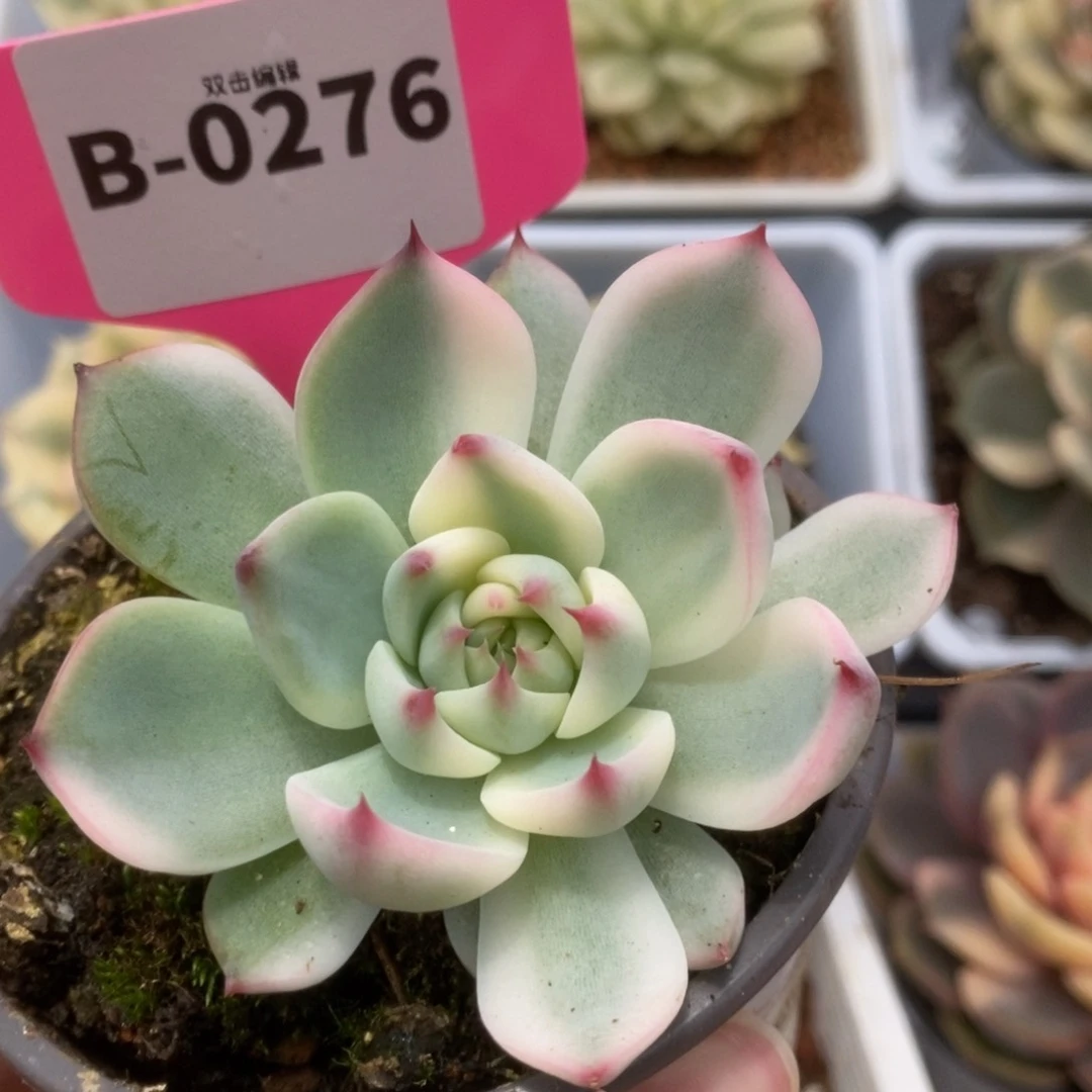 276锦锦锦锦锦锦锦锦锦