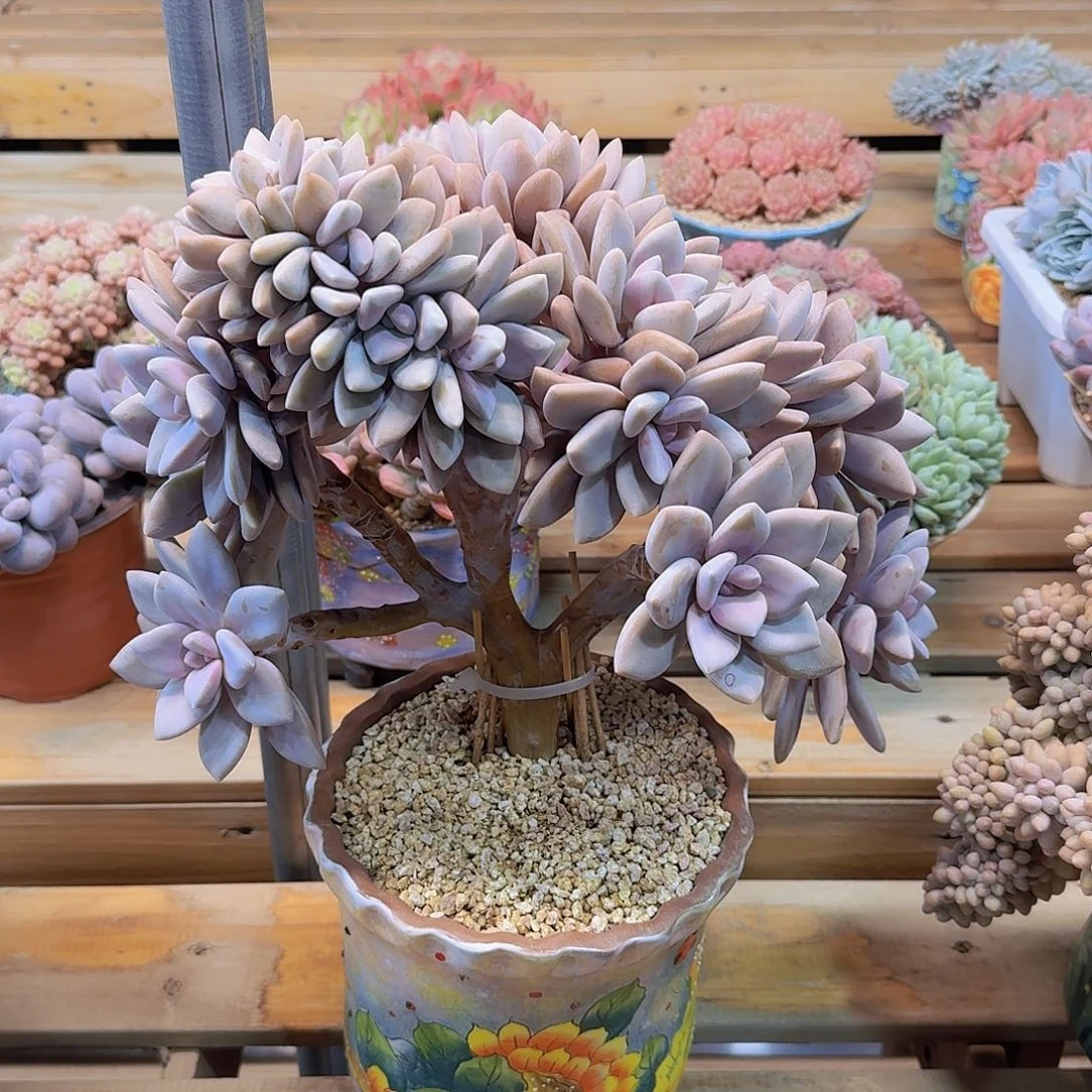 桃霜多肉一物一拍