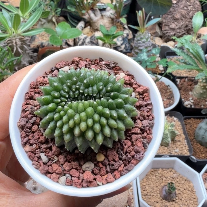 獏 460 仙人球开花