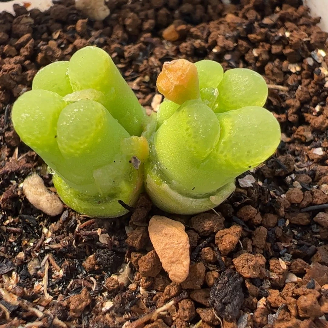 551多肉植物百科