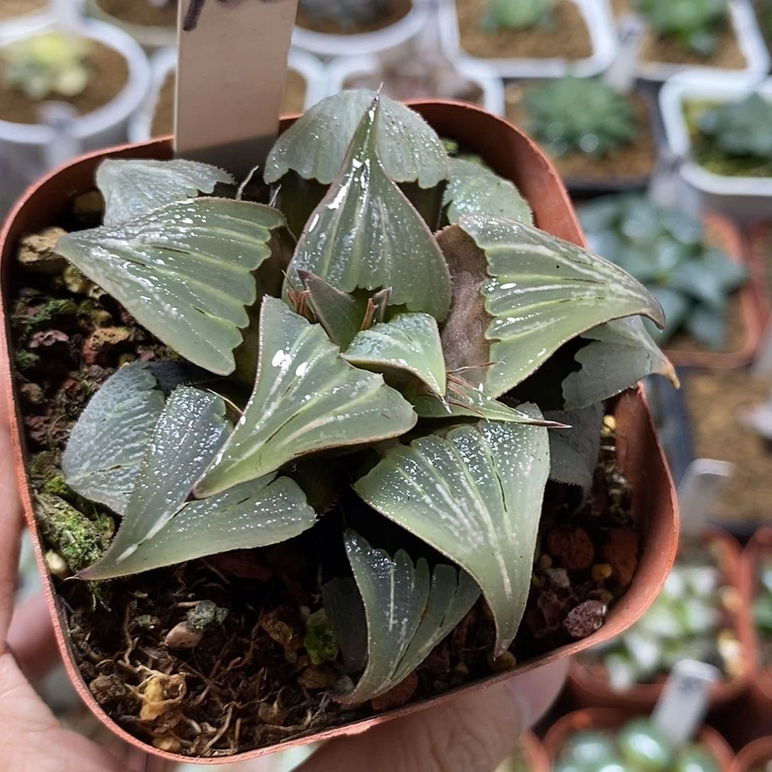 105泉水寿哈哈哈哈