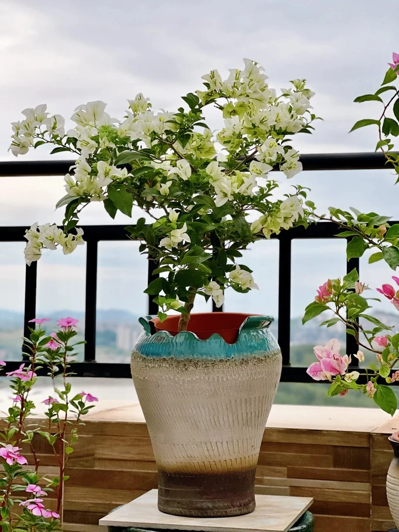 【白雪公主】 盆栽介意运输途中落花落叶光杆折枝勿拍