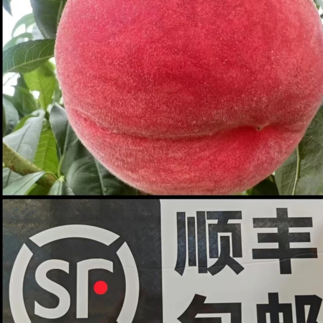 新鲜现摘水蜜桃北京七号