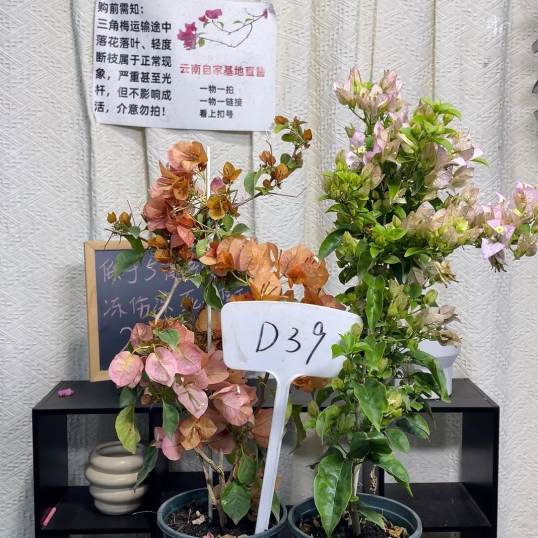 浩***浩全部花朵日落+丽娜D39