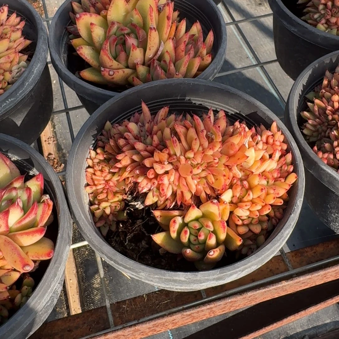 芝麻虎鲸缀化多肉植物