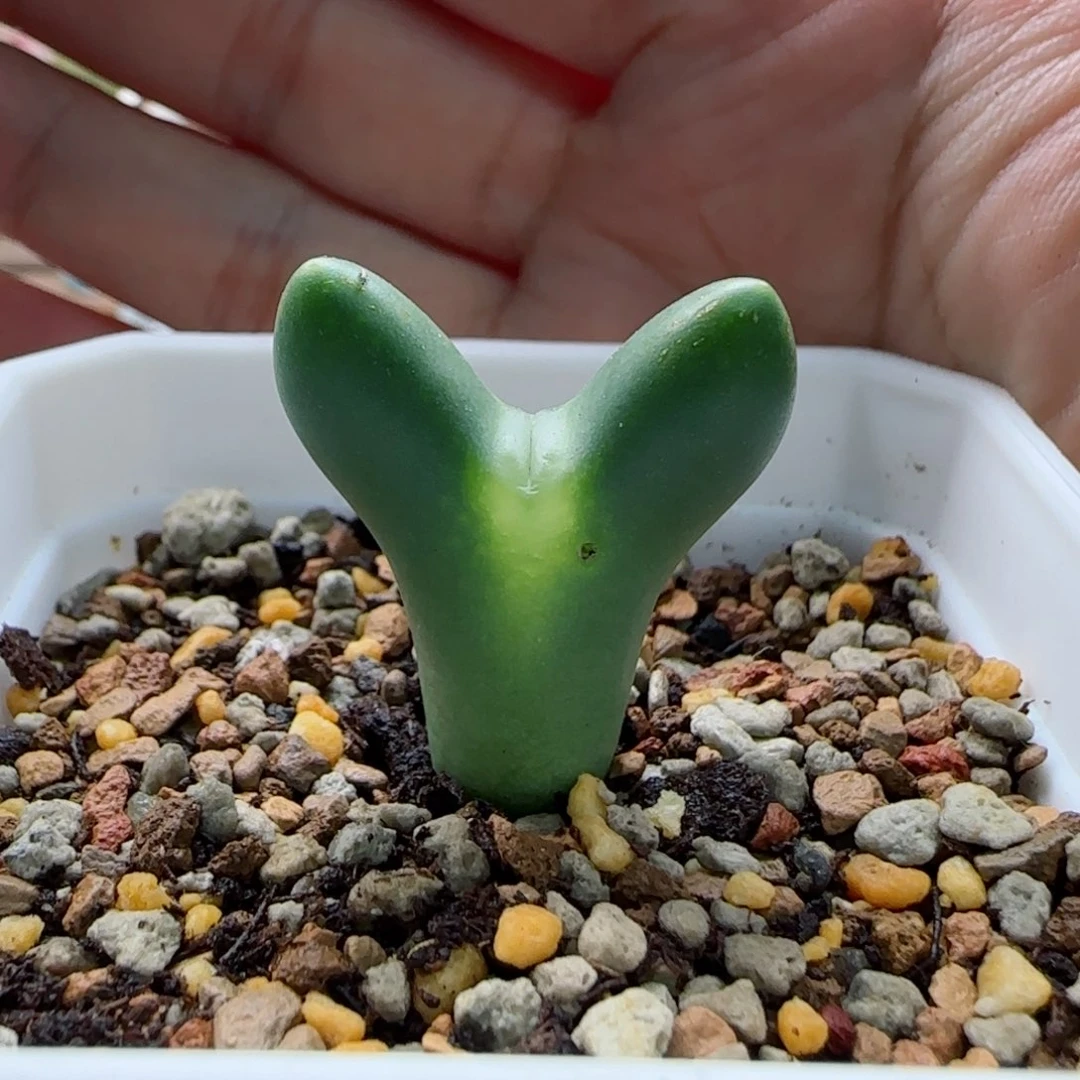 1-21-6-4当天满58包邮短耳皮卡丘多肉脱土