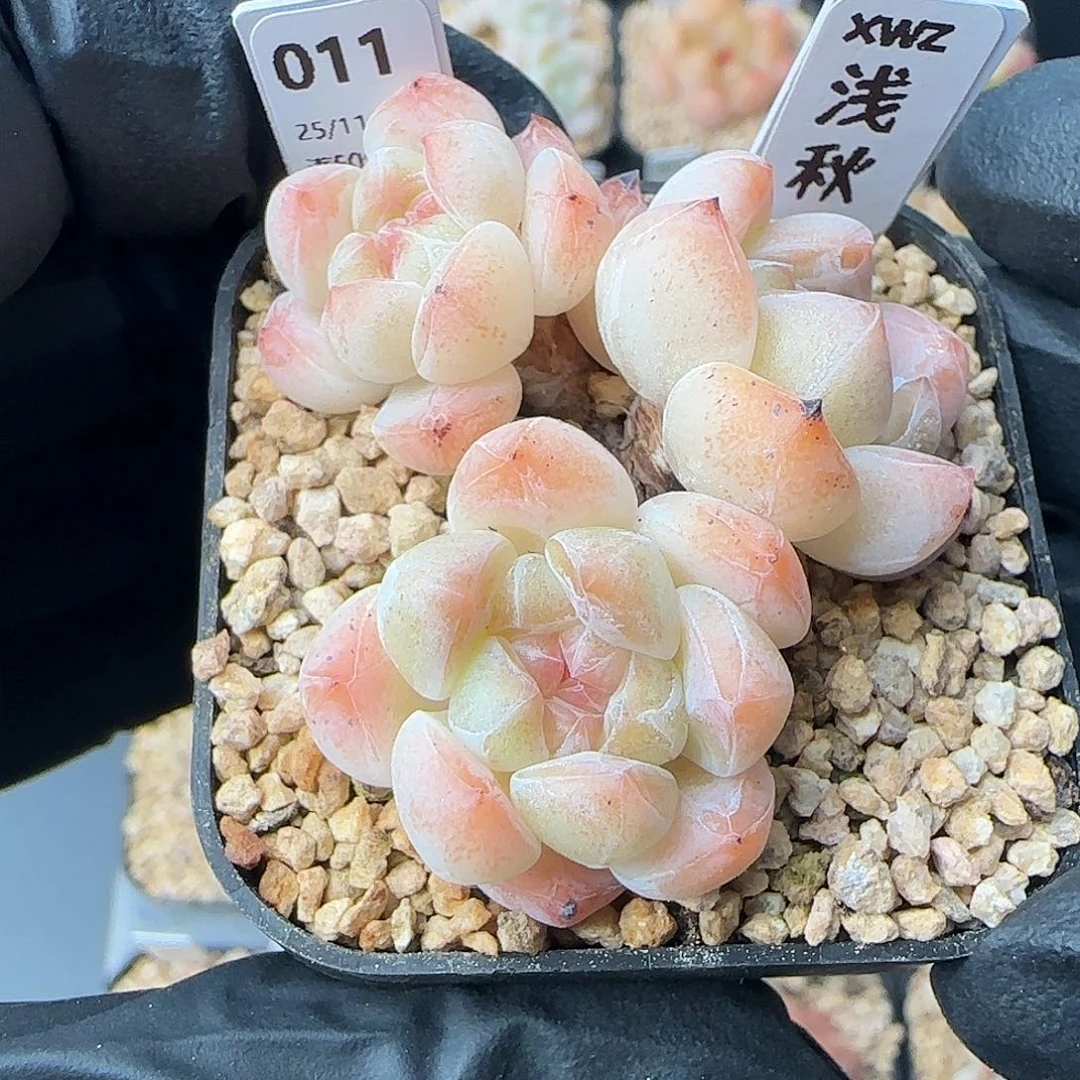 011  浅秋    5厘米