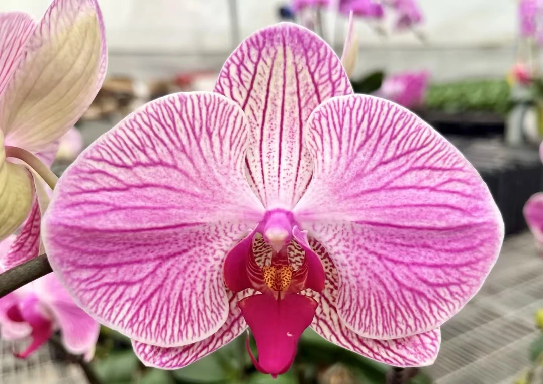 破损苗无售后带梗【旋律】3.0寸杯蝴蝶兰苗子发货【满30元包邮】