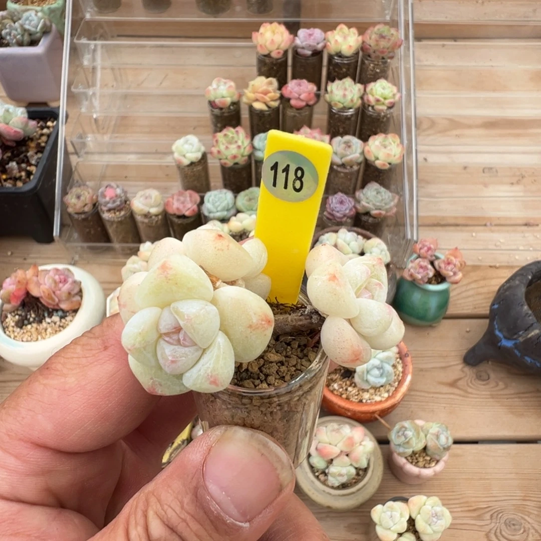 桃****118号奶油冰玉老桩
