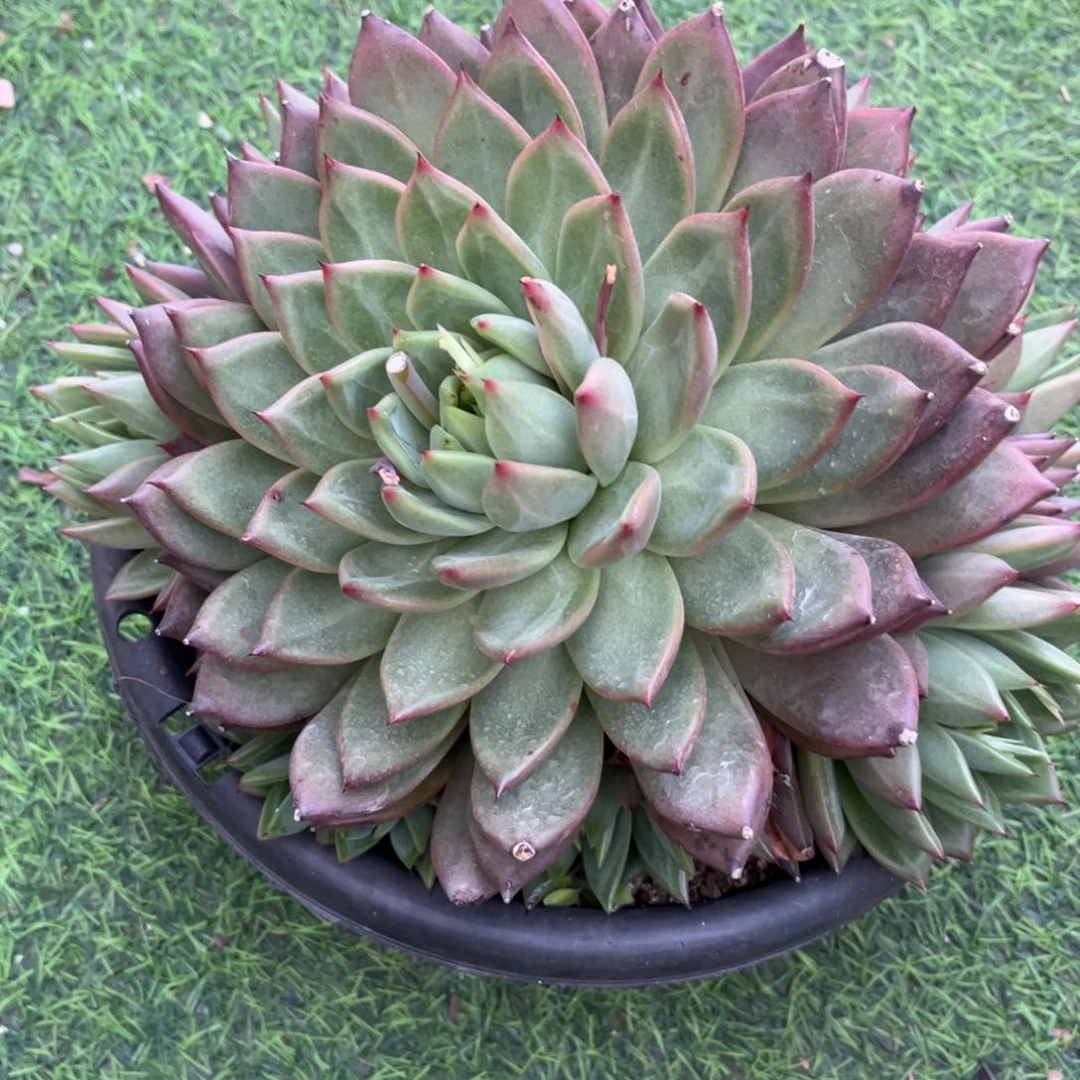 多肉植物多肉植物