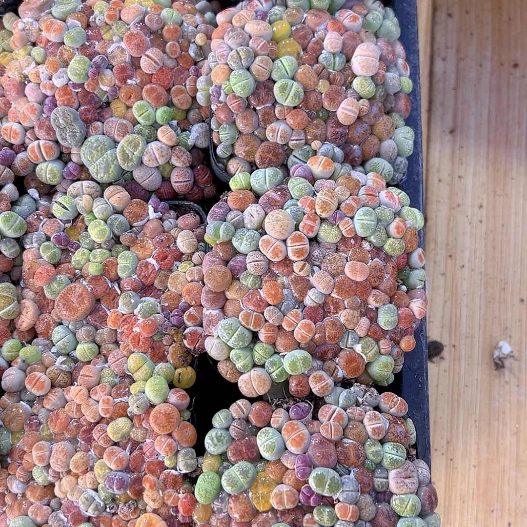 生石花玉露多肉多肉多肉一颗