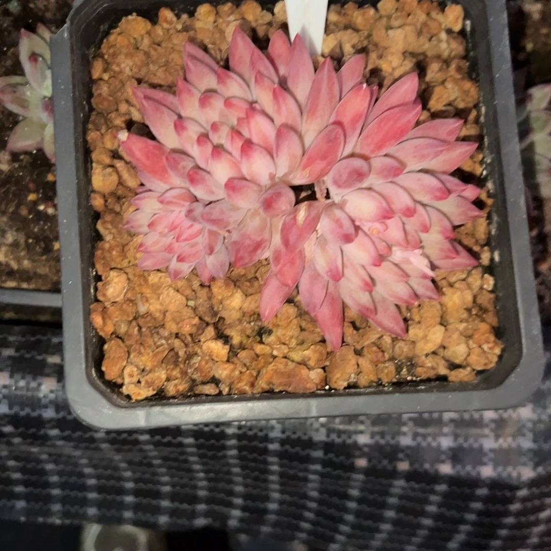 99车厘子 多肉。