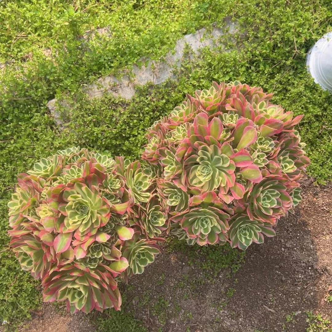 雨花石多肉植物大老桩