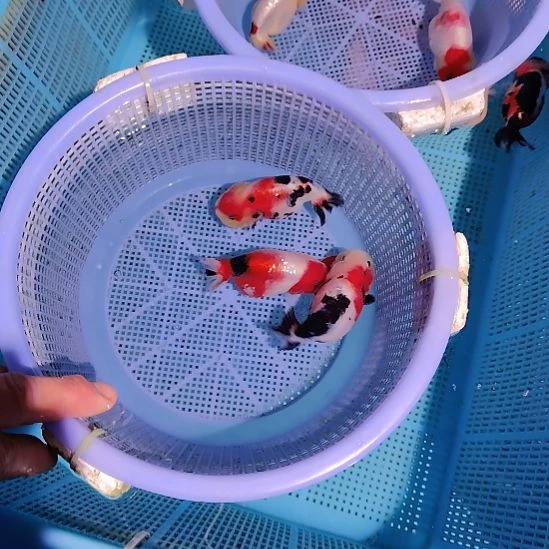 金鱼115兰寿三只特价顺丰包邮