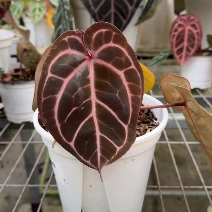 完全开放米歇尔花烛