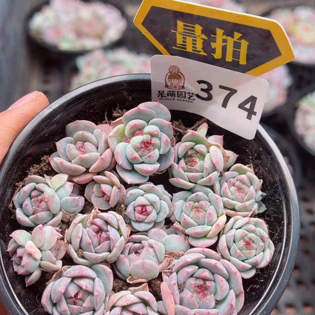 多肉植物多肉植物