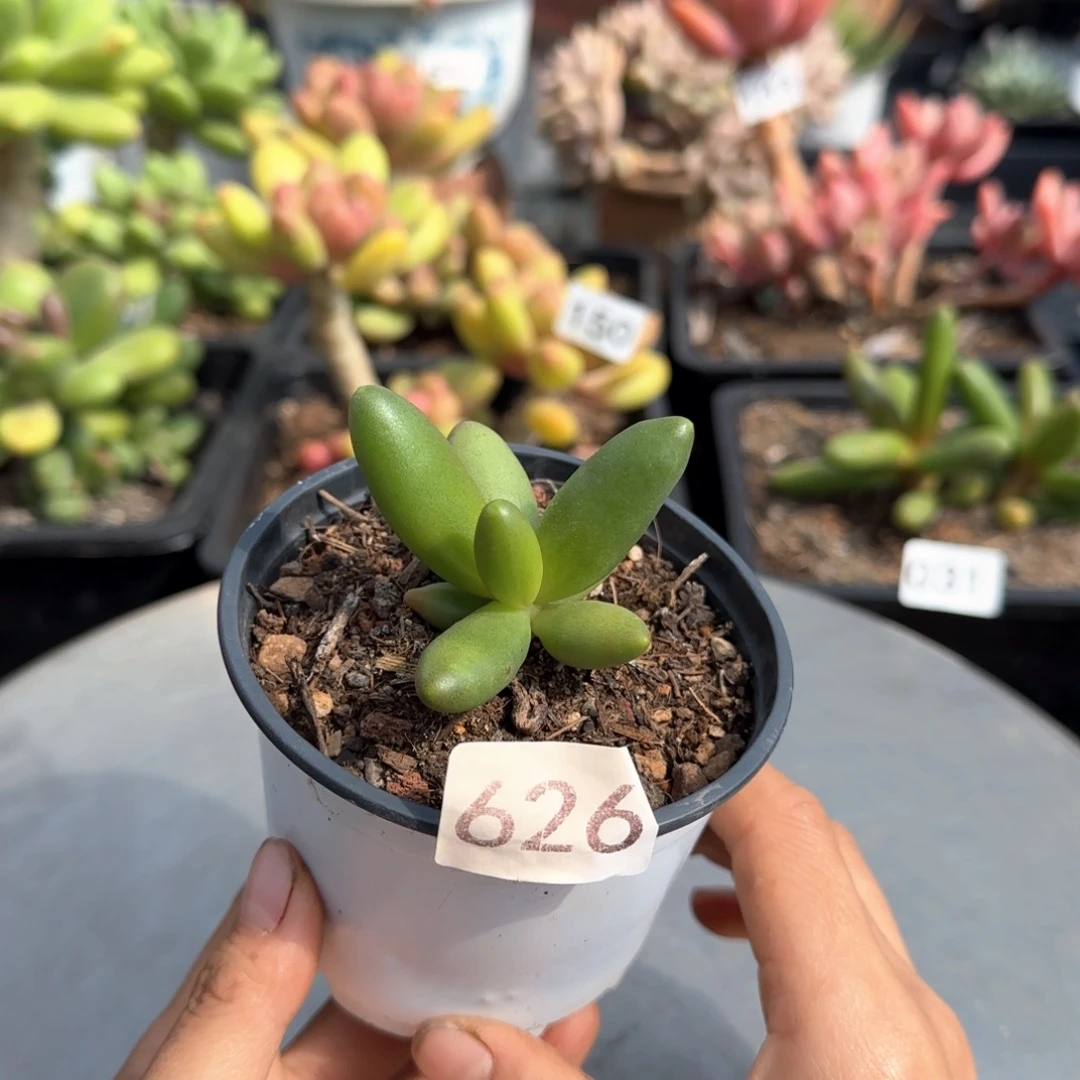 826号 一物一拍 一物一拍