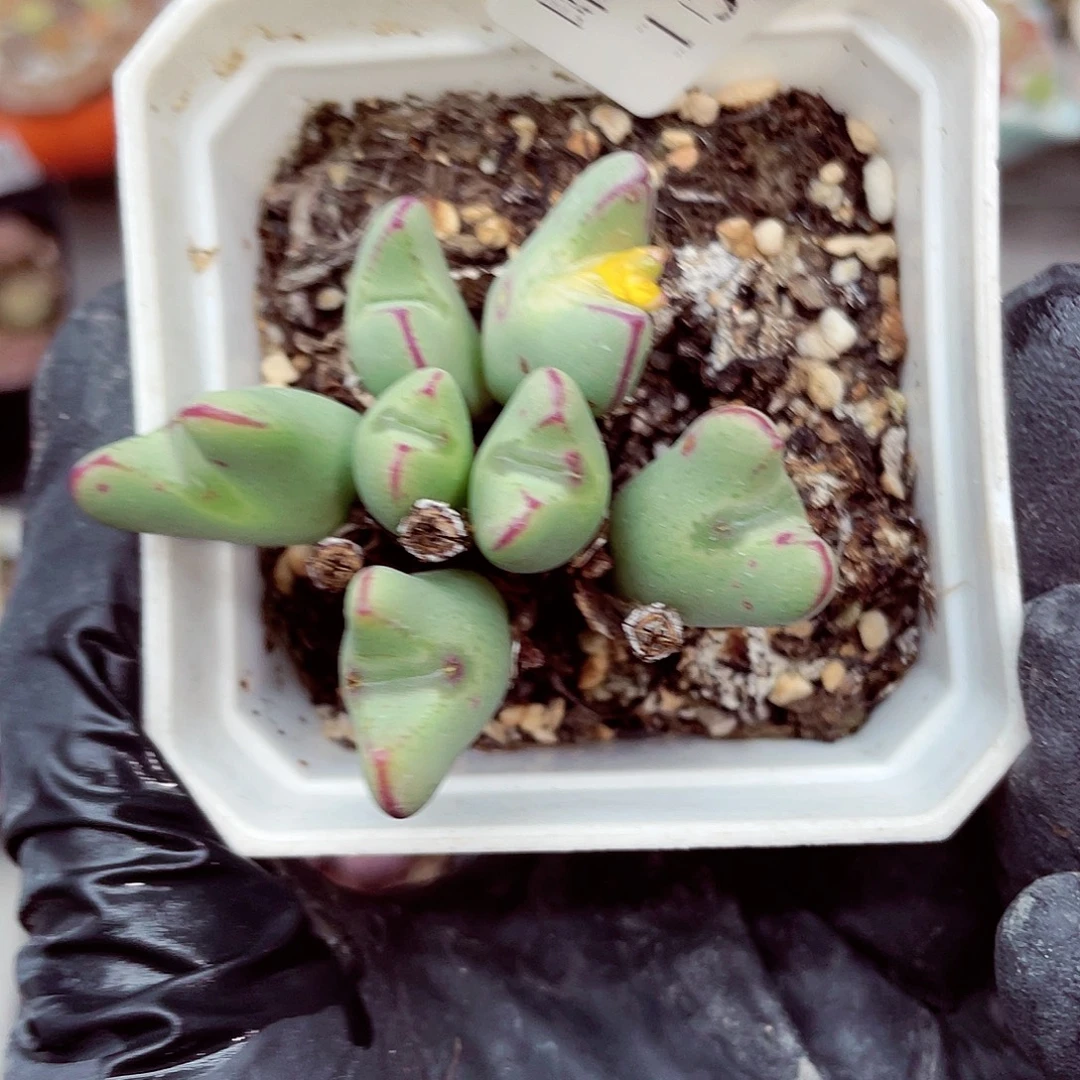 生石花满18包邮1029-192