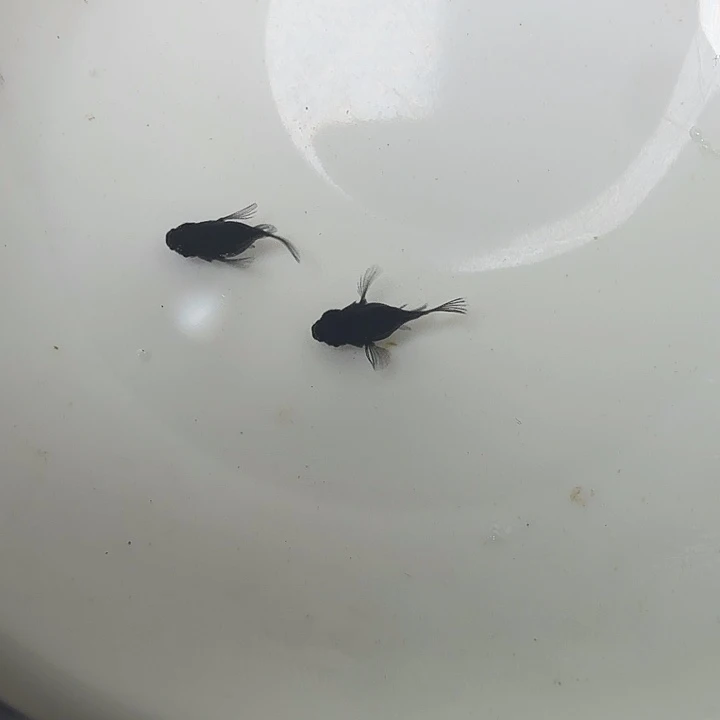 青鳉鱼21号拍品黑球球