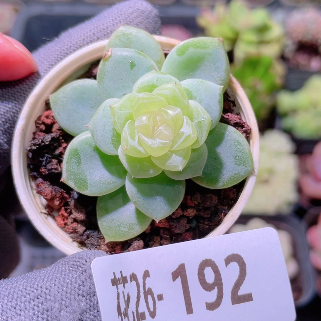 花利美26-192冰蕊