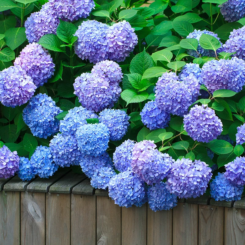 虹越绣球“无尽夏”2加仑盆栽苗 带花苞庭院阳台易养护多色绣球花卉