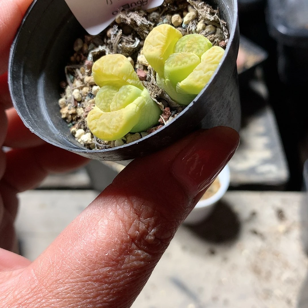 E164多肉植物保护研究所