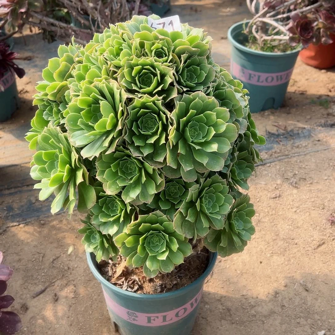 紫砂茶宠绿羊绒老桩671