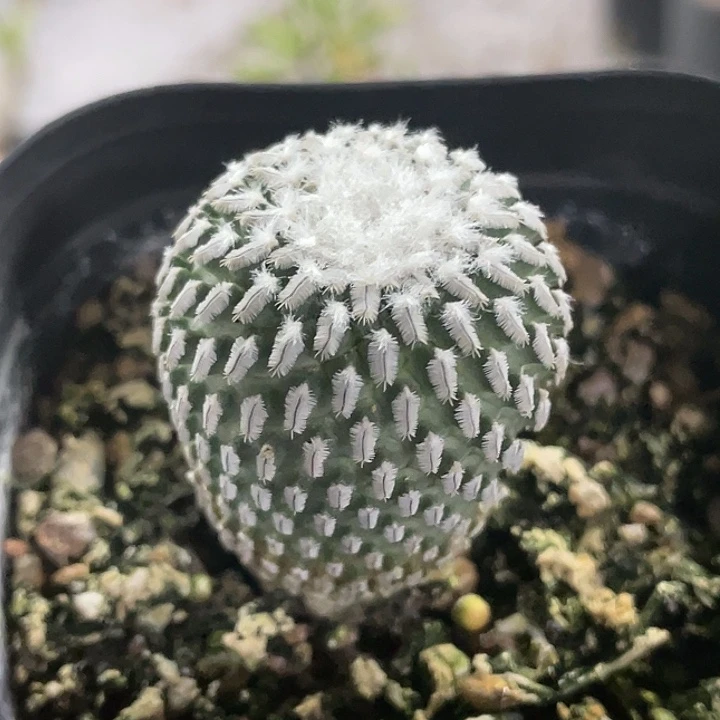 精巧殿实生仙人球