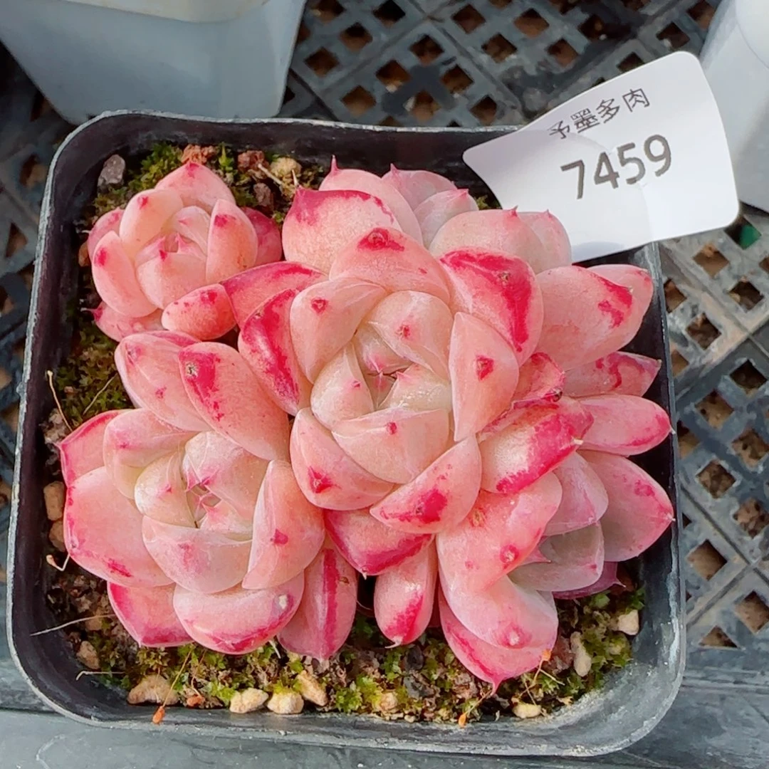 如梦令群，7459多肉植物