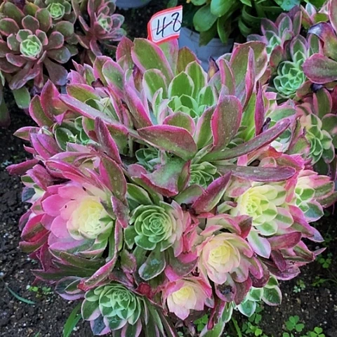 海仙捧花法师28公分48号