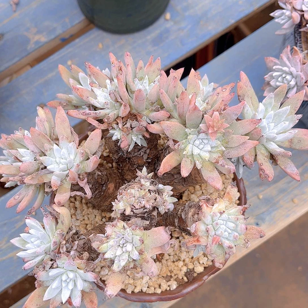 刘丹二代杂交瑕疵特价不售后