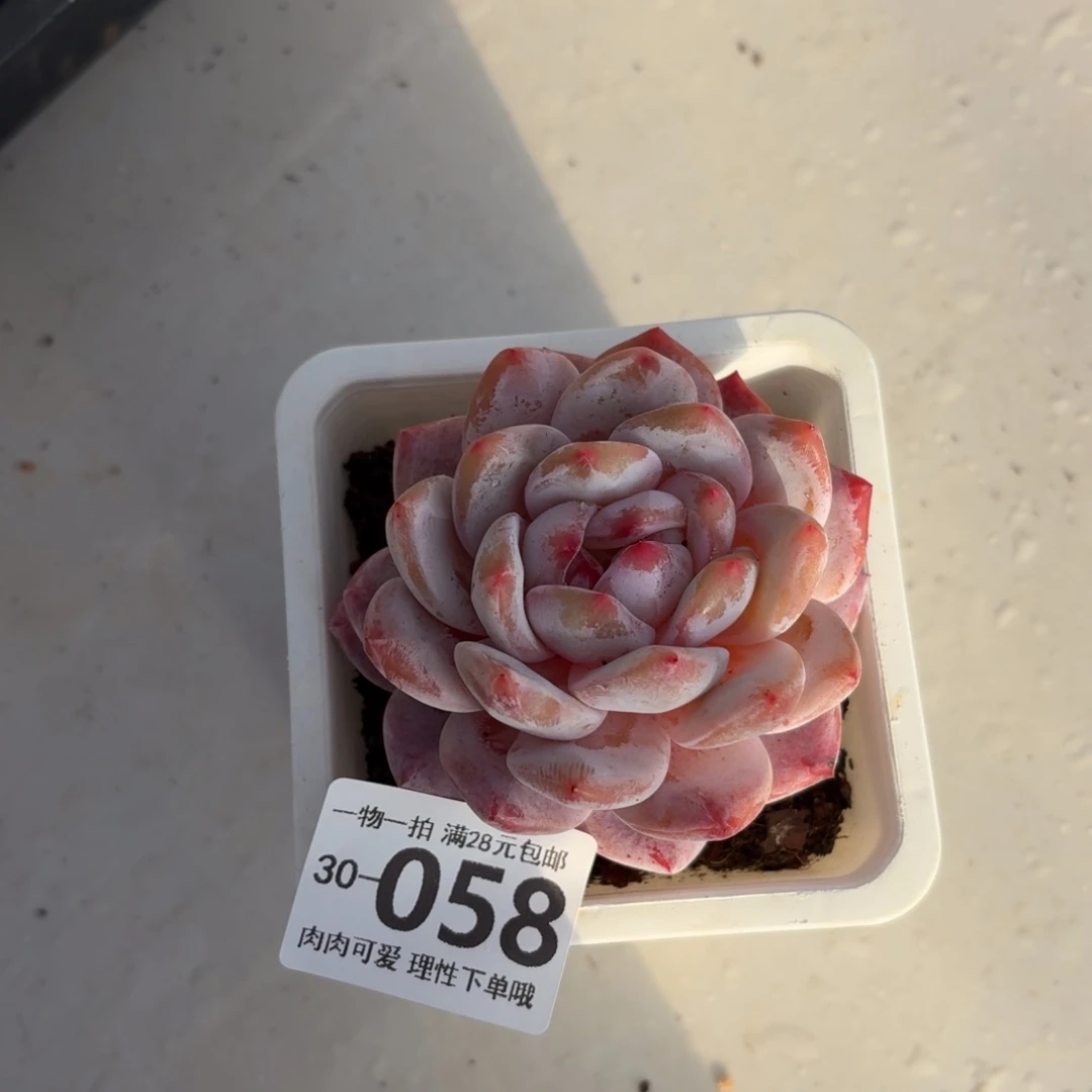 橙梦露无盆土发货