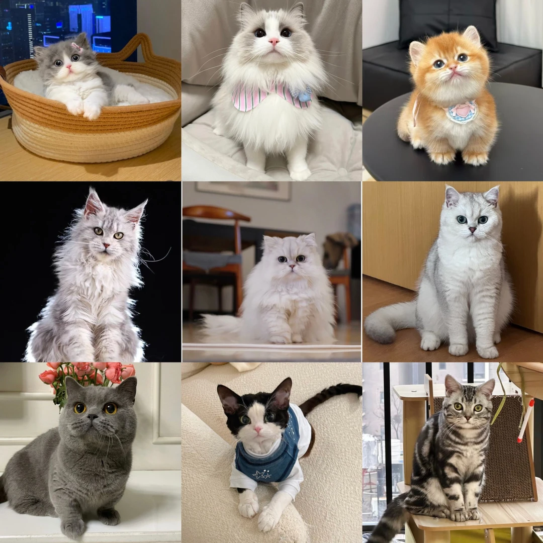 【全品类猫咪】金渐层银渐层布偶缅因蓝白金吉拉德文暹罗蓝猫美短
