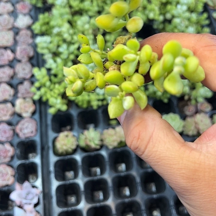 达摩福娘 满10颗包邮