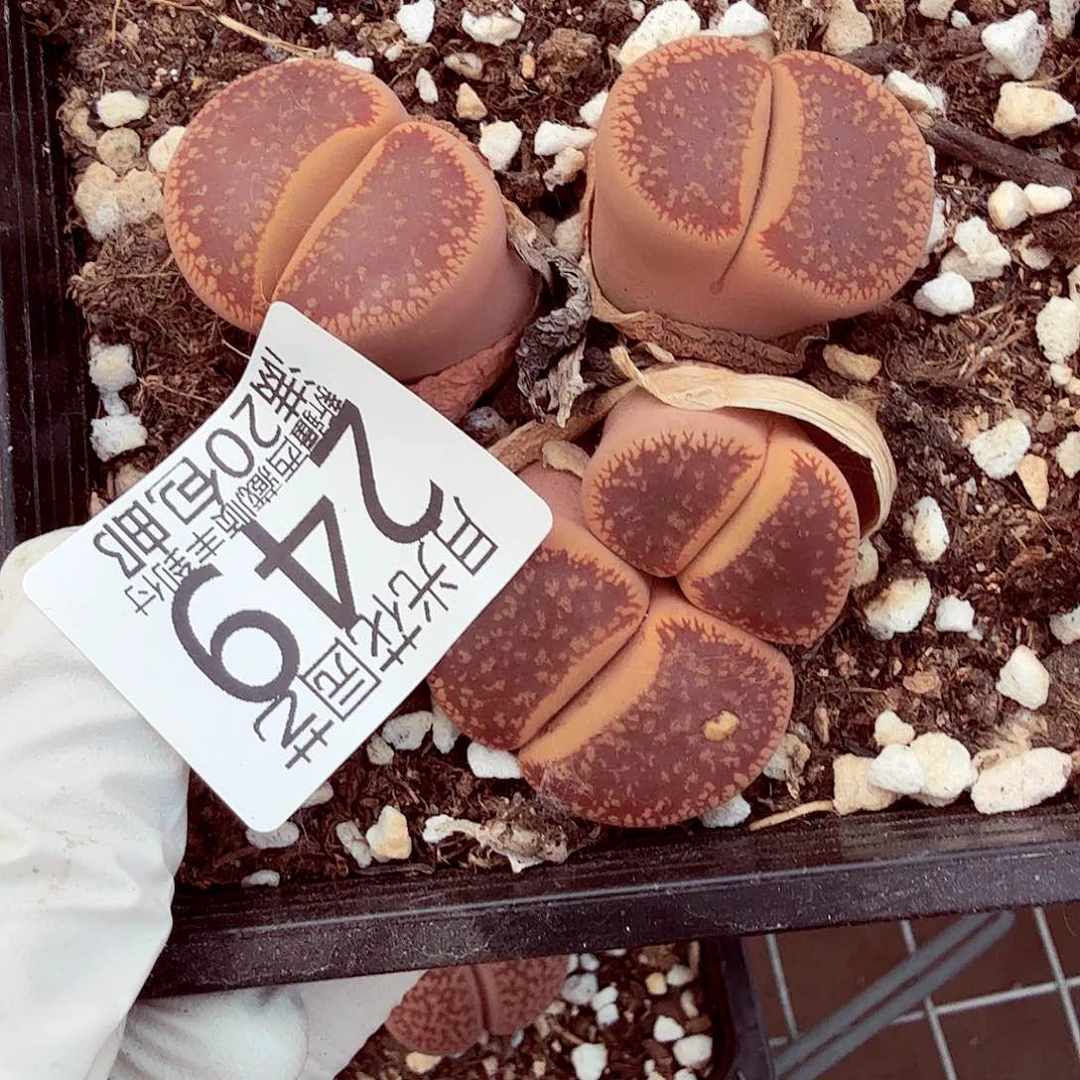 你不去上班呀吗还249