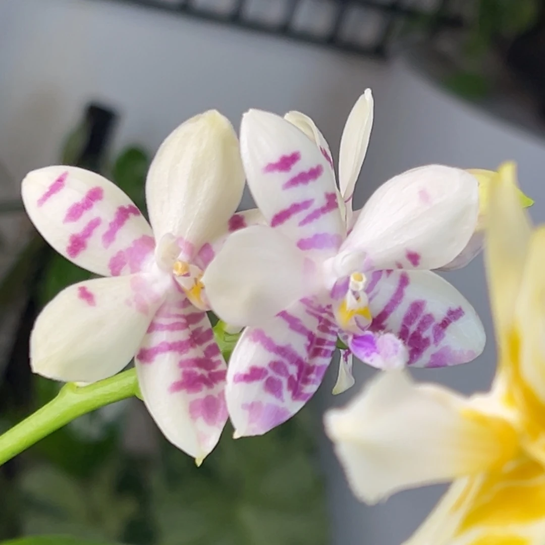 完全开放26号，88米