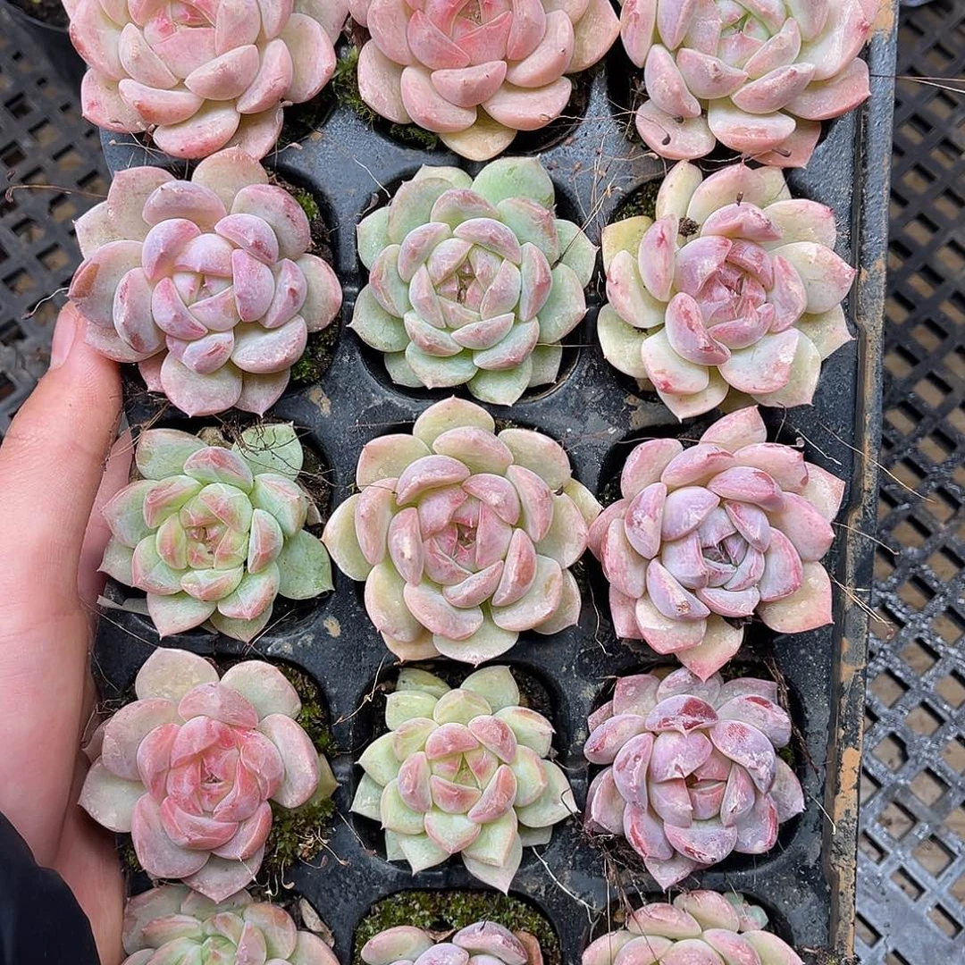 多肉一物一拍11-186