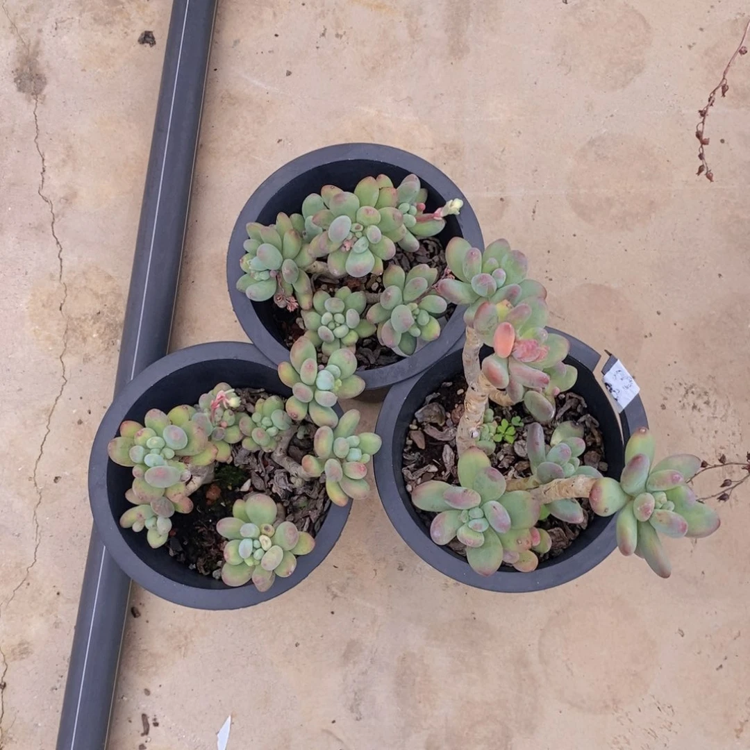 多头群生苹果奶八亩地三盆