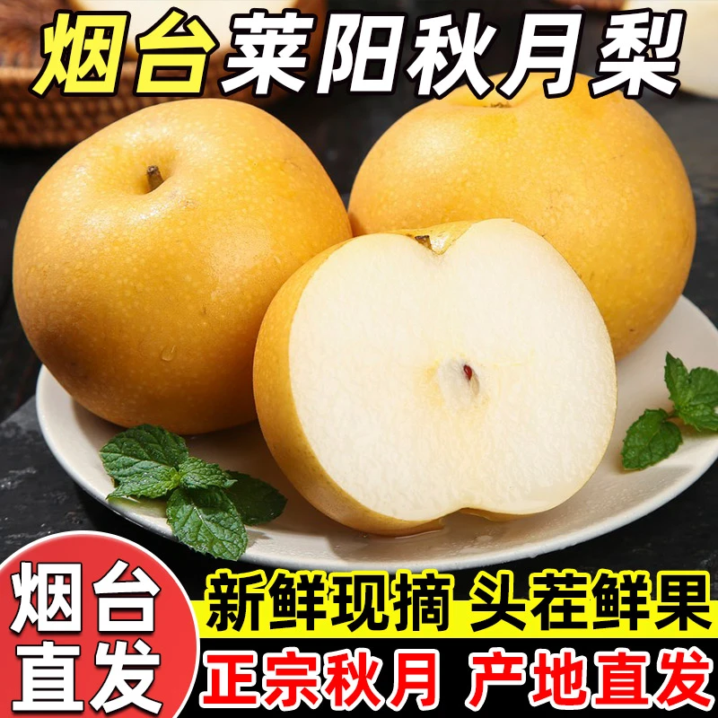 正宗山东烟台莱阳羊脂秋月梨 梨子 当季新鲜水果礼盒 中秋节送礼