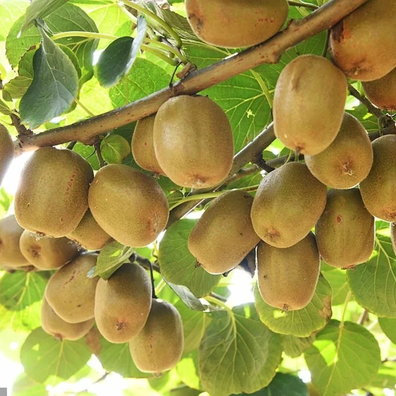 嫁接猕猴桃苗红心徐香软枣猕猴桃苗地栽当年结果南北方种植果树苗