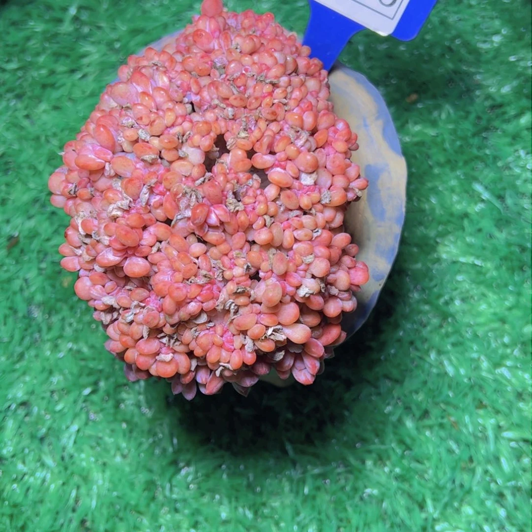 华****金杂交缀2155多肉植物带热门