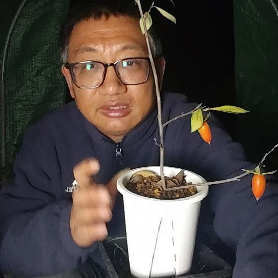 松***…完全开放老鸦柿品种苗